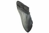 Partial, Fossil Megalodon Tooth - South Carolina #374957-1